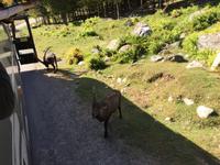 246 Omega Wildpark