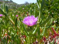 311.Cervantes-Thirsty Point