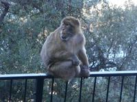 Gibraltar-Berberaffen