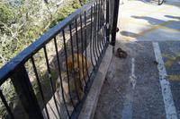 die Mütter entlausen sich, die Kinder spielen