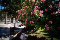 Hibiskus in Melilla