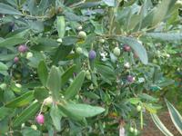 Italien, Cilento, Oliven