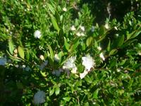 Italien, Cilento, Myrte