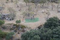 Mandelernte bei Grazalema