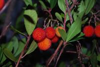 028. Beeren für Medronho