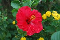 045 Hibiskus Blüte