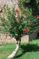 073. Hibiskus
