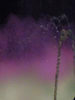 Zauberbrunnen Plaza Espana