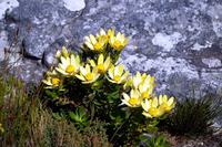 auf dem Tafelberg