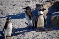 Pinguine am Boulders Beach