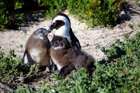 Pinguine am Boulders Beach