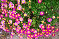 Ausflug in die Winelands