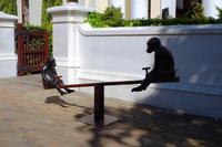 Affenschaukel in Stellenbosch