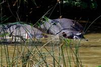 Bootspirsch in St. Lucia