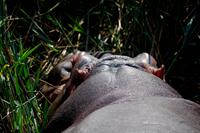 Bootspirsch in St. Lucia