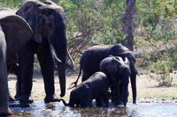 Elefantenbad