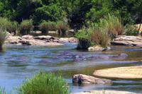 Hippos im Fluss