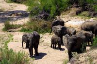 Nächste Elefantenherde