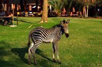 Zebrababy - 2 Wochen alt