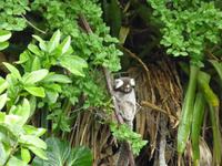 045-Bootsfahrt-Ilha_do_Mantiemo-Weißbueschelaffe