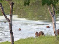 053-Pantanal-Capybaras-Wasserschweine