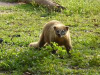 058-Pantanal-Coati_Nasenbaer