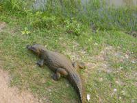 082-Fotosafari_Kaiman