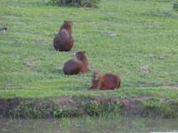 084-Fotosafari-Capybaras-Wasserschweine