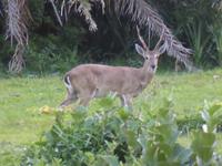 085-Fotosafari_Rehbock