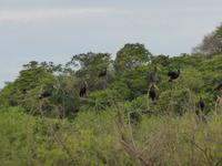 088-Bootsausflug_Ibisse-Brillensichler