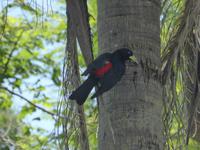 193-Parque_Nacional_Iguacu