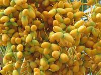 Rhodos - Faliraki - Datteln