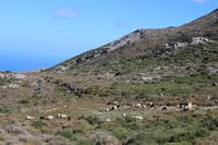 Frei laufende Schafe