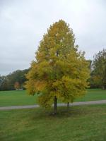 ... und vor dem Museum   -   mitten im Herbst