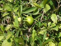 Zitrusfrüchte wachsen gut