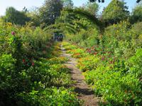 Giverny