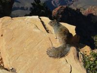 Sqirl am Ooh Aah Point im Grand Canyon