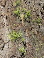 Baumbewuchs im Yosemite NP