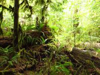 Cathedrale Trail