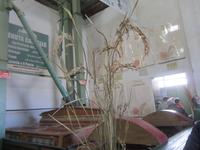 Reisanbau-landwirtschaftliche Betrieb Tenuta Castello 