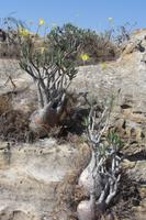 Wanderung im Isalo-Nationalpark