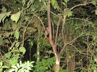 Nachtwanderung: Maus-Maki