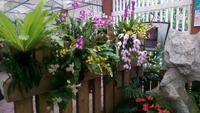 Kanton, Orchideengarten