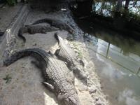 La Vanille Réserve des Mascareignes-Park