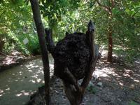 Huatulco