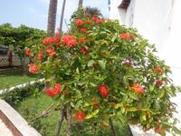 Puerto Chiapas