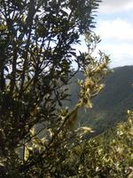 Mirador del Ingles im Anaga Gebirge