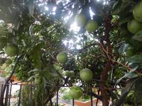 Agulo - La Gomera