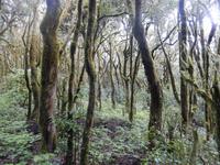Nebelwald - La Gomera