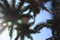 paradiesische Palmen